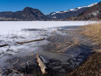 Vereistes Schilfufer am See gegen Walchsee und Chiemkogel